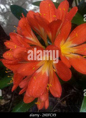 Oranges flowers of a clivia miniata Stock Photo