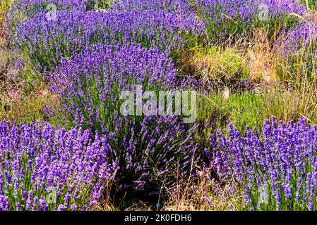 Lavender bushes in the middle of weeds Stock Photo