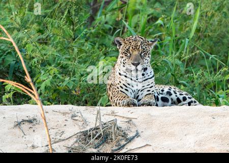 Jaguar, Panthera onca, single adult resting on snad beach, Pantanal, Brazil Stock Photo