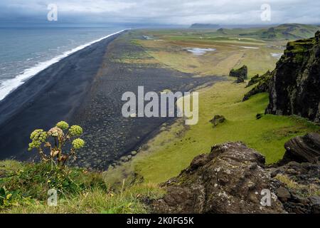 Wild angelica growing on the cliffs above the endless black sand beach at Dyrhólaey, near Vik, Iceland Stock Photo