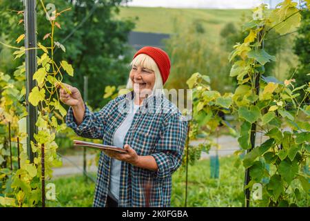 Close up of female with tablet checking grapes quality on large vineyard plantation in Poland Stock Photo