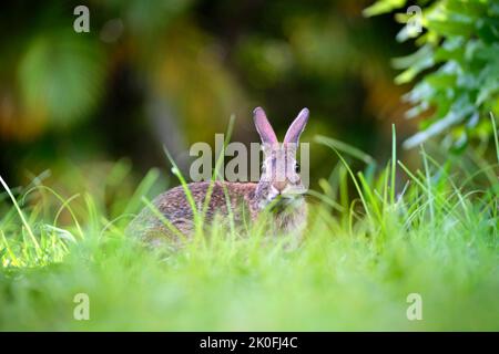 Grey small hare eating grass on summer field. Wild rabbit in nature Stock Photo