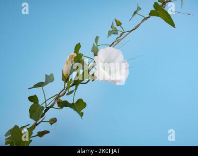 Convolvulus arvensis isolated on a light blue background Stock Photo