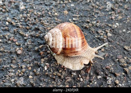 Large snail crawls over an asphalt road after some rain has fallen. The snail is about 5 centimeters (2 inches) in size. Stock Photo