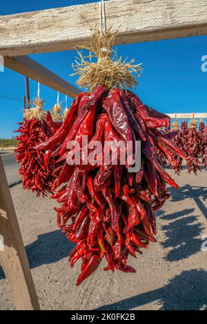 Strings of bright red hot chili peppers hanging to dry from traditional ...