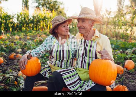 Portrait of family couple of senior farmers sitting on pile of pumpkins in autumn field at sunset. Happy workers harvest organic vegetables in fall ga Stock Photo