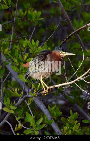 A lone Green heron (Butorides virescens), perched on a branch against a background of green leaves in the mangroves of San Pedro, Belize. Stock Photo