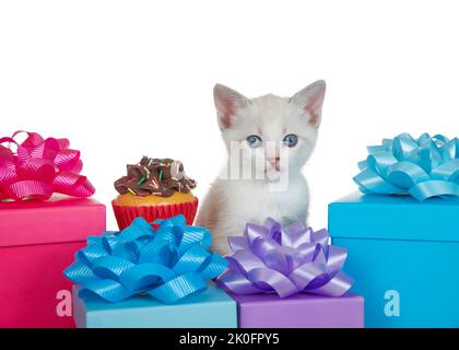 Close up of one white lightly siamese marked kitten sitting next to small table with chocolate frosted vanilla cupcake, surrounded by colorful present Stock Photo