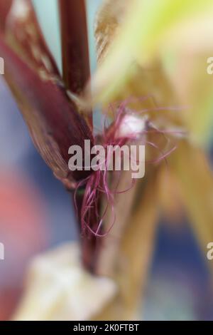 Abstract/ arty image of Maize / Sweetcorn / Zea mays growing in British garden. Female flower tassels which will become the sweetcorn cob. Stock Photo