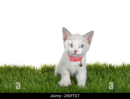 Cute little Siamese mix kitten wearing a pink collar with bell standing in green grass looking directly at viewer, one paw slightly elevated. Isolated Stock Photo