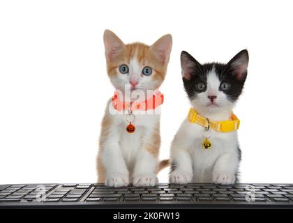 Close up of two kittens wearing bright collars with bells sitting behind a black computer keyboard with front paws on keyboard, looking directly at vi Stock Photo