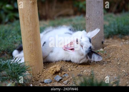 A white cat yawning while laying in the garden at Istanbul Stock Photo