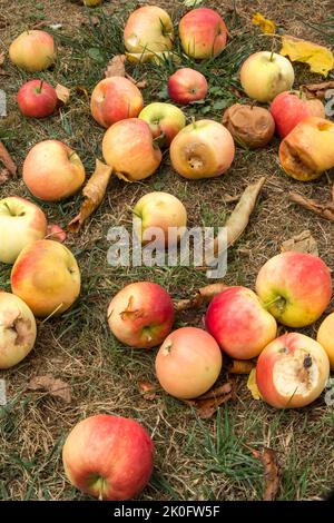 Windfall apples fallen on the ground in September. Suffolk, UK. Stock Photo