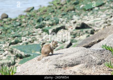 One brown ground squirrel crouched in coastal rocks with algae covering rocks in background during low tide. Stock Photo
