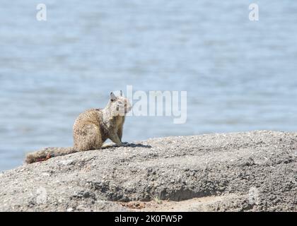 One brown ground squirrel crouched in coastal rocks. California ground squirrels are often regarded as a pest in gardens and parks, since they will ea Stock Photo