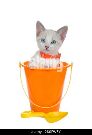 Siamese mix kitten wearing an orange collar peeking out of an orange plastic beach bucket with yellow shovel. Isolated on white Stock Photo
