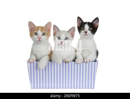 Three adorable kittens in a purple and white striped present box, looking directly at viewer. Isolated on white. Stock Photo