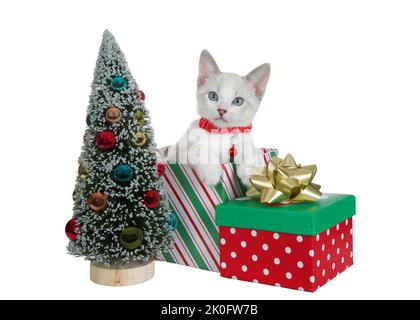 Siamese Mix kitten wearing a red collar with bell peeking out of a green red and white striped holiday gift box next to a tiny Christmas tree, looking Stock Photo