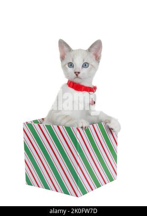 Siamese Mix kitten wearing a red collar with bell peeking out of a green red and white striped holiday gift box looking at viewer. Isolated on white. Stock Photo