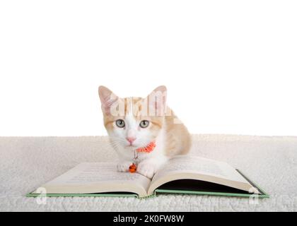 Portrait of one cute orange and white tabby kitten wearing an orange collar laying on a story book on a sheepskin blanket looking directly at viewer. Stock Photo