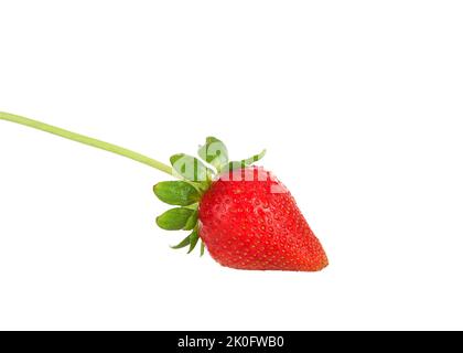 One large fresh red organic strawberry with stem and leaves attached, isolated on white. Stock Photo