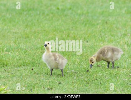 Close up of gosling, baby Canada geese, eating grass in a city park Stock Photo