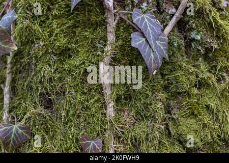 Ivy Growing on a Mossy Tree Trunk. Ivy climbing on mossy bark of a tree. Close up Stock Photo