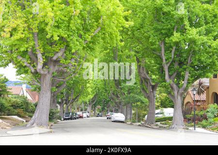 Liquid Amber, American sweet gum trees in spring lining a quiet residential street Stock Photo