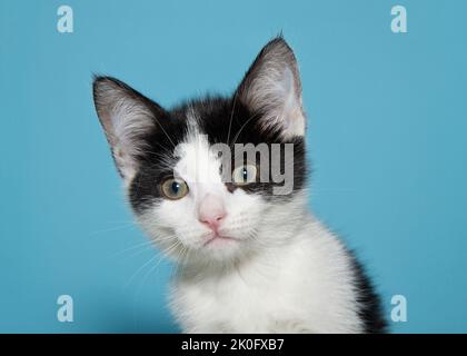 Portrait of one Black and white tabby kitten looking slightly down towards viewers left. Blue background. Stock Photo
