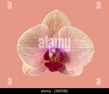 beautiful orchid flower isolated on pink background Stock Photo