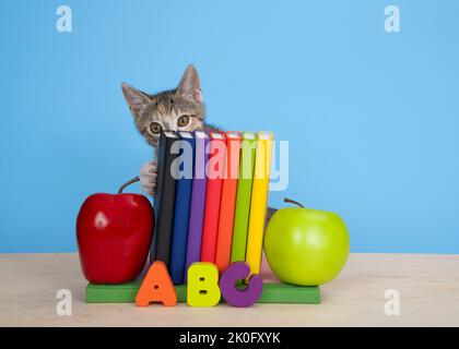 Calico Tabby Kitten peeking over top and grabbing side of colorful books lined up in a row on light wood table with red and green apples on each side. Stock Photo