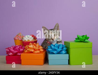 Calico Tabby mix kitten wearing pink collar peeking over pile of colorful birthday holiday gift boxes with matching bows, cup cakes, looking directly Stock Photo