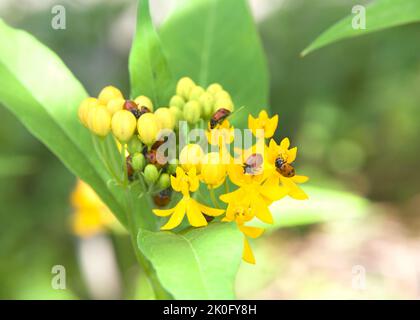 ladybugs on yellow milkweed flowers, generally considered useful insects, because many species prey on herbivorous homopterans such as aphids or scale Stock Photo