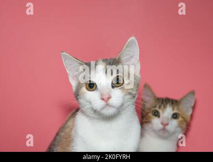 Close up portrait of a diluted calico kitten looking directly at viewer, second kitten OOF in background looking over her shoulder. Pink background wi Stock Photo