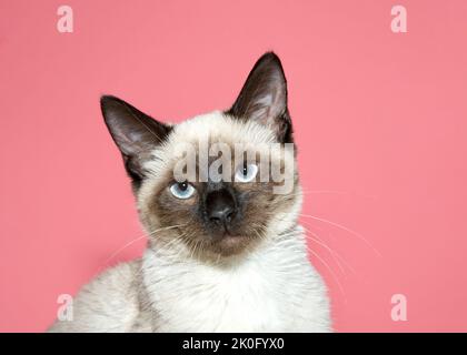 close up portrait of a seal point siamese kitten looking at viewer. Pink background with copy space. Stock Photo