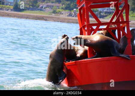 Sea lions on a buoy, Alaska Stock Photo