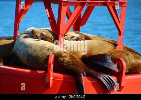 Sea lions on a buoy, Alaska Stock Photo