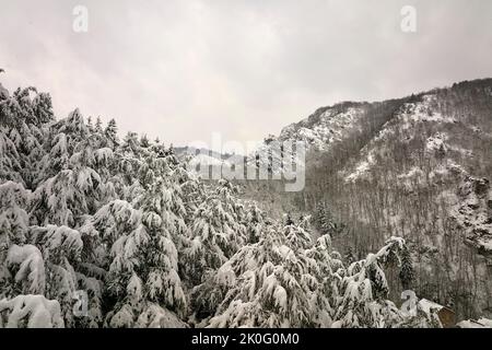 Aerial foggy landscape with evergreen pine trees covered with fresh fallen snow during heavy snowfall in winter mountain forest on cold quiet day Stock Photo