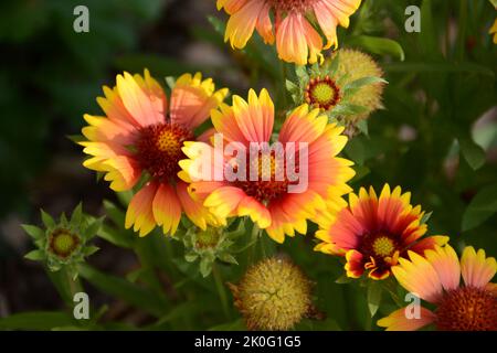 Gro blumige Kokardenblume Kobold Gaillardia x grandiflora Blume