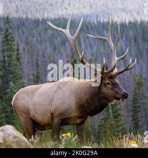 Bull elk (Cervus canadensis nelsoni) walking broadside in search of harem during fall rut Rocky Mountain National Park, Colorado, USA Stock Photo