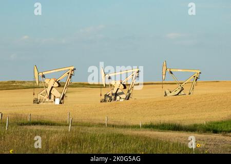 Industrial scene showing oil wells pumping oil with three working pumpjacks in a prairie wheat field at sunset in western North Dakota. Stock Photo