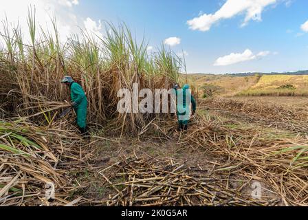 Sugar cane. Workers harvesting organic sugar cane by hand in Duas Estradas, Paraiba, Brazil on December 15, 2012. Stock Photo