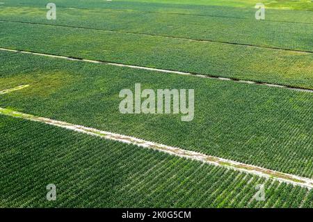 Pineapple plantation in Bayeux, Paraiba, Brazil on July 2, 2008. Brazilian agriculture. Aerial view. Stock Photo