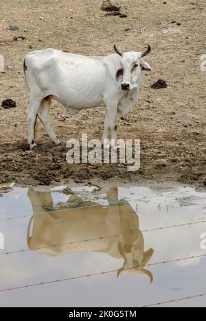 Cattle in a muddy lake in the dry season in the Caatinga biome in Lastro, Paraíba, Brazil on October 16, 2011. Stock Photo