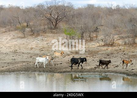 Cattle in a muddy lake in the dry season in the Caatinga biome in Lastro, Paraíba, Brazil on October 16, 2011. Stock Photo