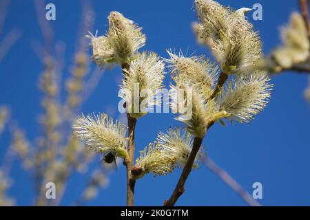 Close-up of Salix - Smith Willow tree flower blossoms in spring. Stock Photo