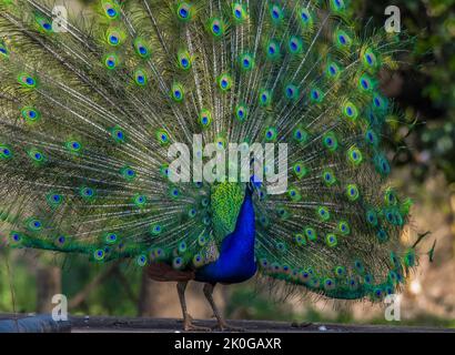Peacock or male peafowl dancing during courtship and displaying beautiful colors in nature Stock Photo