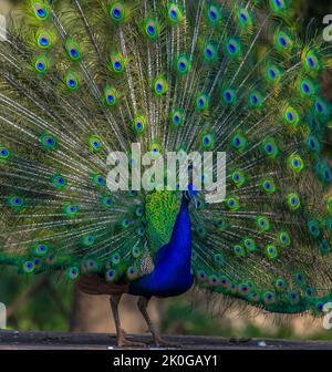 Peacock or male peafowl dancing during courtship and displaying beautiful colors in nature Stock Photo