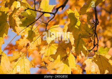 Close-up of yellow Acer - Maple Tree leaves in autumn. Stock Photo