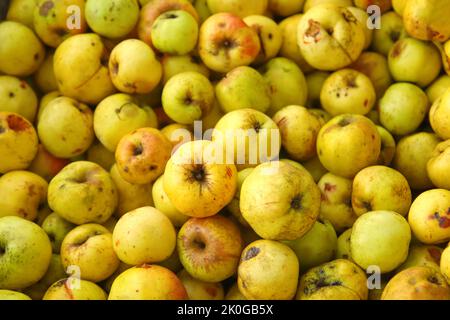 Defocus many yellow fruits background. Green apple texture, lots of green apples. Apples storage. Bunch of green delicious apples in a box in supermar Stock Photo